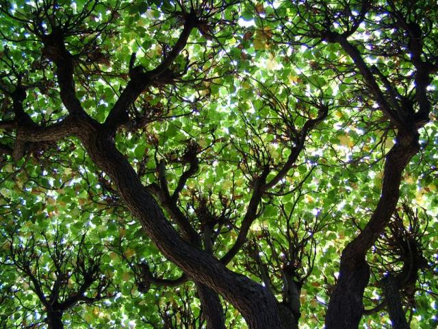 DSCF0554.JPG
